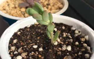 多肉的花劍怎么扦插，把花劍剪下來晾干傷口再插入土壤中