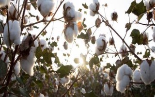 創(chuàng)棉521棉花種子特征特性，適宜種植密度15000株/畝