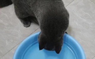 貓咪為什么喜歡去衛(wèi)生間喝水，可能是貓喜歡活水