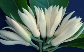 白蘭花的寓意，寓意純潔的愛、高貴優(yōu)雅等