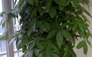 招財(cái)樹(shù)怎么養(yǎng)，澆水時(shí)要沿著盆邊緩慢澆灌