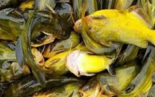 黃顙魚的食性，魚苗階段主要以浮游動物為食