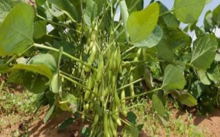 墾農(nóng)30大豆品種的特性，在適應(yīng)區(qū)5月上旬播種