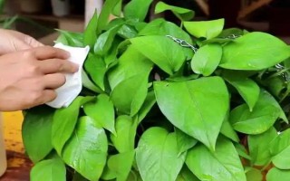 水養(yǎng)綠蘿加哪些肥料，加2-3滴營(yíng)養(yǎng)液即可
