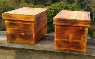 黃腰虎頭蜂適合養(yǎng)殖嗎，因腹部第1-2節(jié)背板呈黃橙色而得名