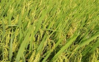 金穗源5號(hào)水稻種子特征特性，在適應(yīng)區(qū)播種期4月12日