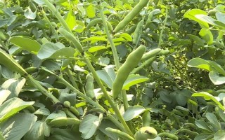 蠶豆什么時候種植，不同的地區(qū)種植時間不同