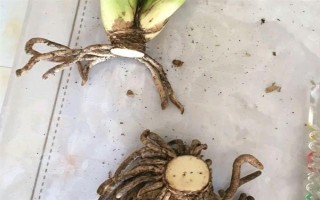 君子蘭不長(zhǎng)新葉怎么處理，需更換土壤、修剪爛根等