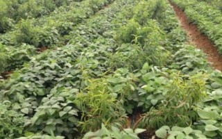 徐春5號(hào)大豆品種的特性，地膜覆蓋一般3月中下旬播種