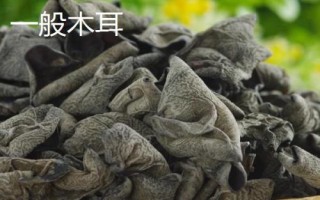 白背木耳和一般木耳有何區(qū)別，二者各有特點(diǎn)