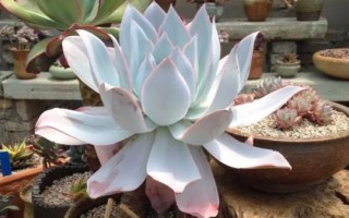 多肉植物景天科擬石蓮花屬有哪些，常見(jiàn)以下9種