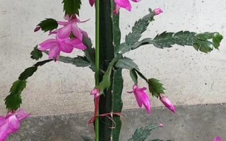 蟹爪蘭的嫁接方法，適應(yīng)能力特別強(qiáng)