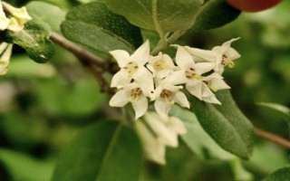 木半夏與胡頹子有什么區(qū)別，植物類型、葉片、花朵等方面均不同