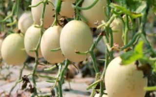 甜瓜多久可以成熟，開花后50天左右便可成熟