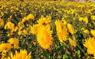 秋季適合種哪些花，可以種菊花、桂花、蝴蝶蘭等