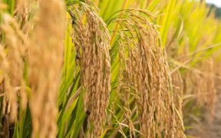 旌優(yōu)華占水稻種子特征特性，晚稻6月下旬至7月上旬播種