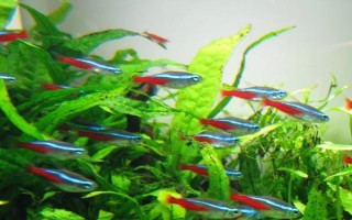 寶蓮燈魚身上有白點(diǎn)的原因，水溫過低或身體表面有小瓜蟲都會(huì)導(dǎo)致