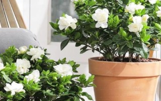 室內可以養(yǎng)梔子花嗎，室內是可以養(yǎng)梔子花的