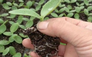 南瓜的種植方式，選擇4月至5月之間進(jìn)行栽種