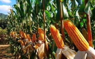 東禹108玉米品種的特性，4月下旬至5月上旬播種