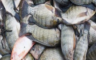 羅非魚的價格，因規(guī)格、地區(qū)等條件而異