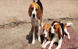 比格犬吃什么狗糧，專業(yè)的狗糧最為合適