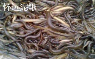 安徽省長(zhǎng)豐縣的特產(chǎn)，下塘燒餅深受消費(fèi)者喜愛