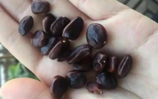 酸角有種子嗎，酸角有種子