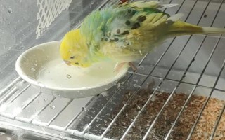 鸚鵡要驅(qū)蟲嗎，需要分情況處理