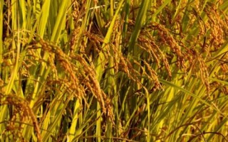 隆兩優(yōu)1377的產(chǎn)量表現(xiàn)，平均畝產(chǎn)482.02千克