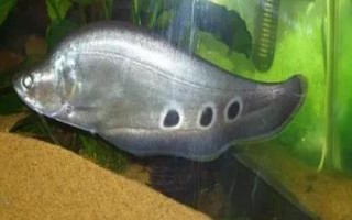 家養(yǎng)七星刀魚有什么寓意，寓意著腳踏七星