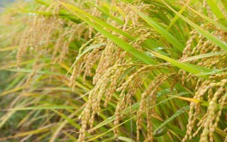 東粳6水稻品種簡介，每畝有效穗數(shù)20.5萬穗