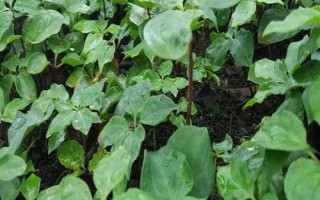 重樓種植誤區(qū)，避免選錯土壤、種植時間和管理方式