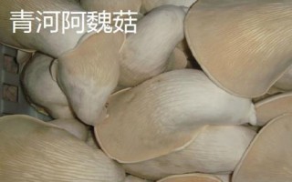 新疆阿勒泰地區(qū)的特產(chǎn)，喀納斯蜜瓜被譽(yù)為“阿山一絕”