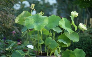 植物的葉片上有白色絨毛怎么辦，可能是發(fā)生了霜霉病、白粉病、介殼蟲等病蟲害
