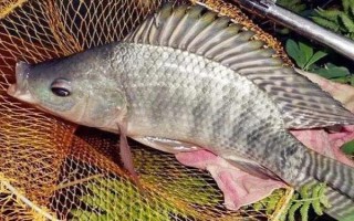 羅非魚的價格，因規(guī)格、地區(qū)等條件而異