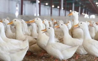 給肉鴨配制飼料的原則，不能一次性配制過多