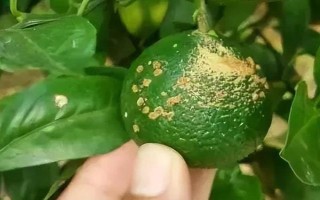 柑橘煤污病的發(fā)病特點(diǎn)，在葉片、枝梢及果實(shí)的表面有黑色的煤污斑