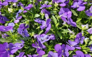 代表思念的花有哪些，有天堂鳥、百日草、蝴蝶花等