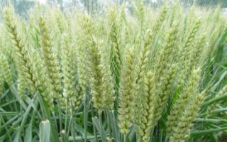 英茂1號(hào)小麥種子特點(diǎn)，半冬性品種