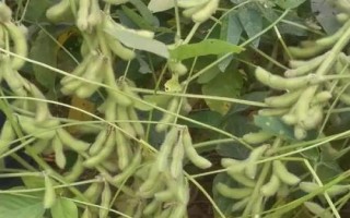 湘鮮秋豆2號(hào)大豆品種簡(jiǎn)介，高抗大豆花葉病毒SC3