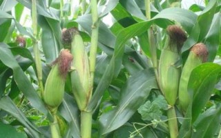 大地863玉米種子簡(jiǎn)介，平均生育期126.1天