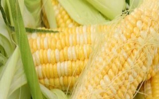 滑豐6號(hào)玉米種子的特征特性，夏播生育期為101天