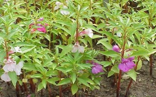 鳳仙花能否放在室內(nèi)，具有毒性不宜養(yǎng)在臥室中