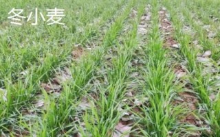 冬小麥和春小麥的區(qū)別，生長習(xí)性和播種時(shí)間均不同