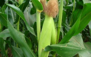 A2636玉米種子特點，中抗莖腐病（11.4%MR）