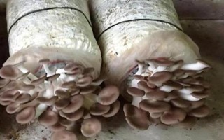 菌種選育方法，可自然選育和誘變育種