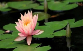 睡蓮和荷花的區(qū)別是什么，葉子、花朵和屬性均不同