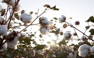 冀農大43號棉花種子簡介，高抗枯萎?。ú≈?.84）