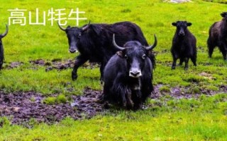 耗牛有哪些品種，包括白牦牛、九龍牦牛、高山牦牛等種類